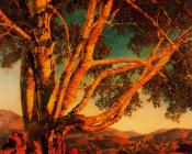 马科斯菲尔德 帕里斯 : Old White Birch